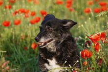 Hunde im Mohn