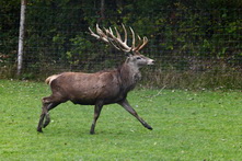 Rotwild im Herbst 2013